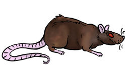 Rat 2