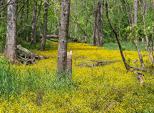 Men R Pkwy_Bubbas Wds_Buttercups in Pond_Yellow Water Crowfoot copy.jpg