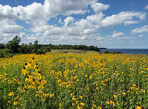 Bender Pk_Coneflowers Clouds & Lake (1).jpg