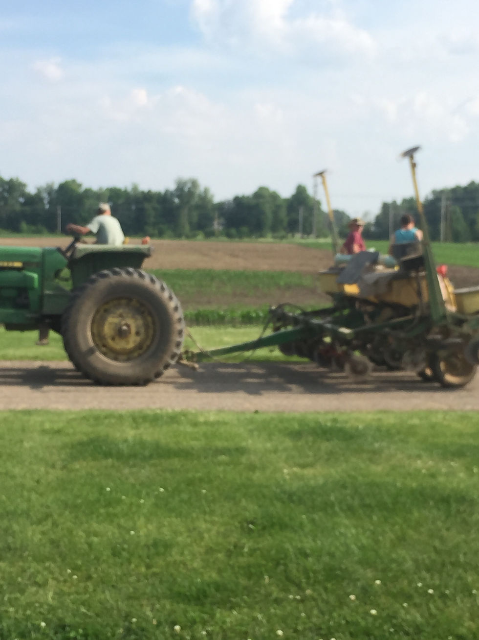 Planting pumpkins