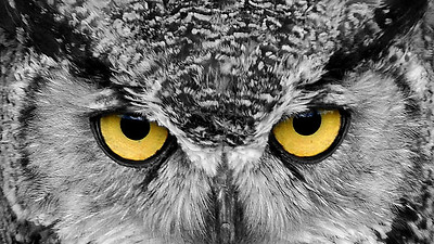 great-horned-owl-stare-alan-le566546nk copy.jpg