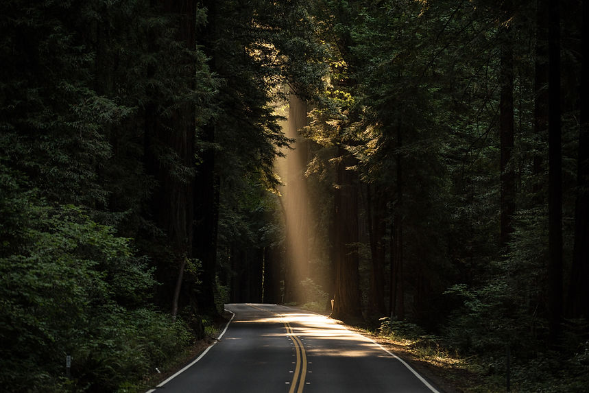 Picture of sunlight filtering through the tree tops in a secluded wooded area.