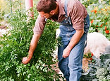 Picking extra homegrown fruits and vegetables to share with the community