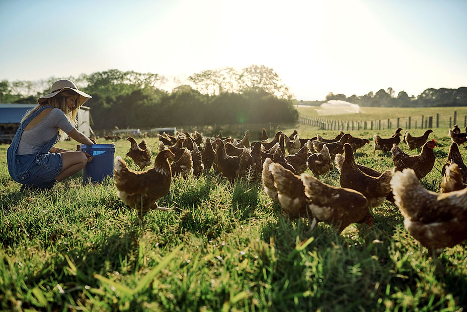 woman feeding chickens - get chicken food from Feedability pet supplies, country store based in Pondersbridge Whittlesey, Cambridgeshire