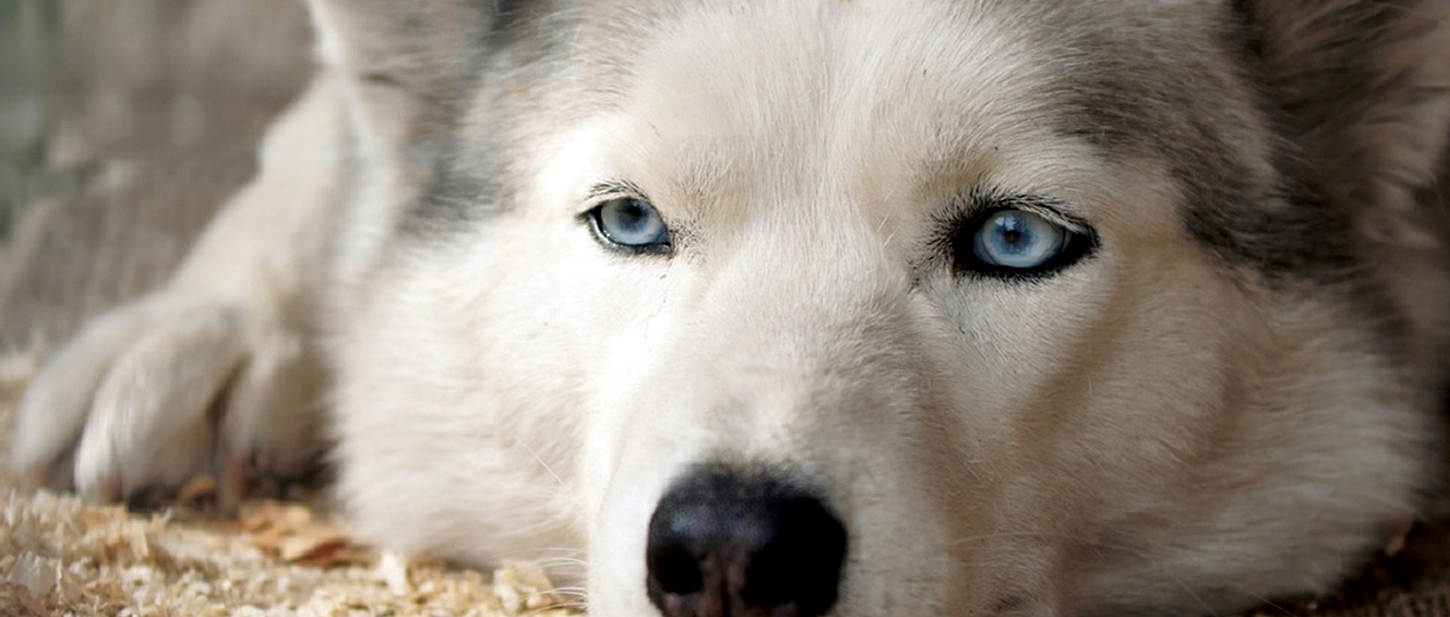 The Pampered Pooch Group Dog Grooming, Training and Daycare Joplin MO