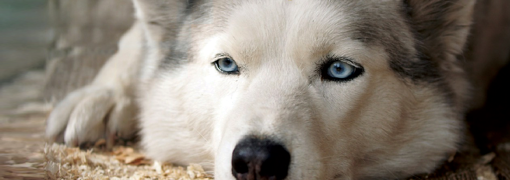 after hours vet Fairbanks, after hours vet near me, afterhours vet, 24 hour vet care, 24 hour emergency vet, emergency vet near me, emergency vet Fairbanks,  vet hospital, emergency vet hospital, pet hospital, emergency vet close to me, After Hours Emergency Vet Clinic Fairbanks, AK, After Hours Emergency Vet Clinic