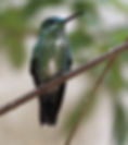 Humming Bird