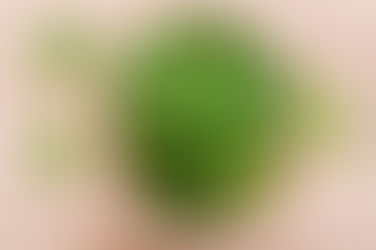 It's spinach month at Thyme!