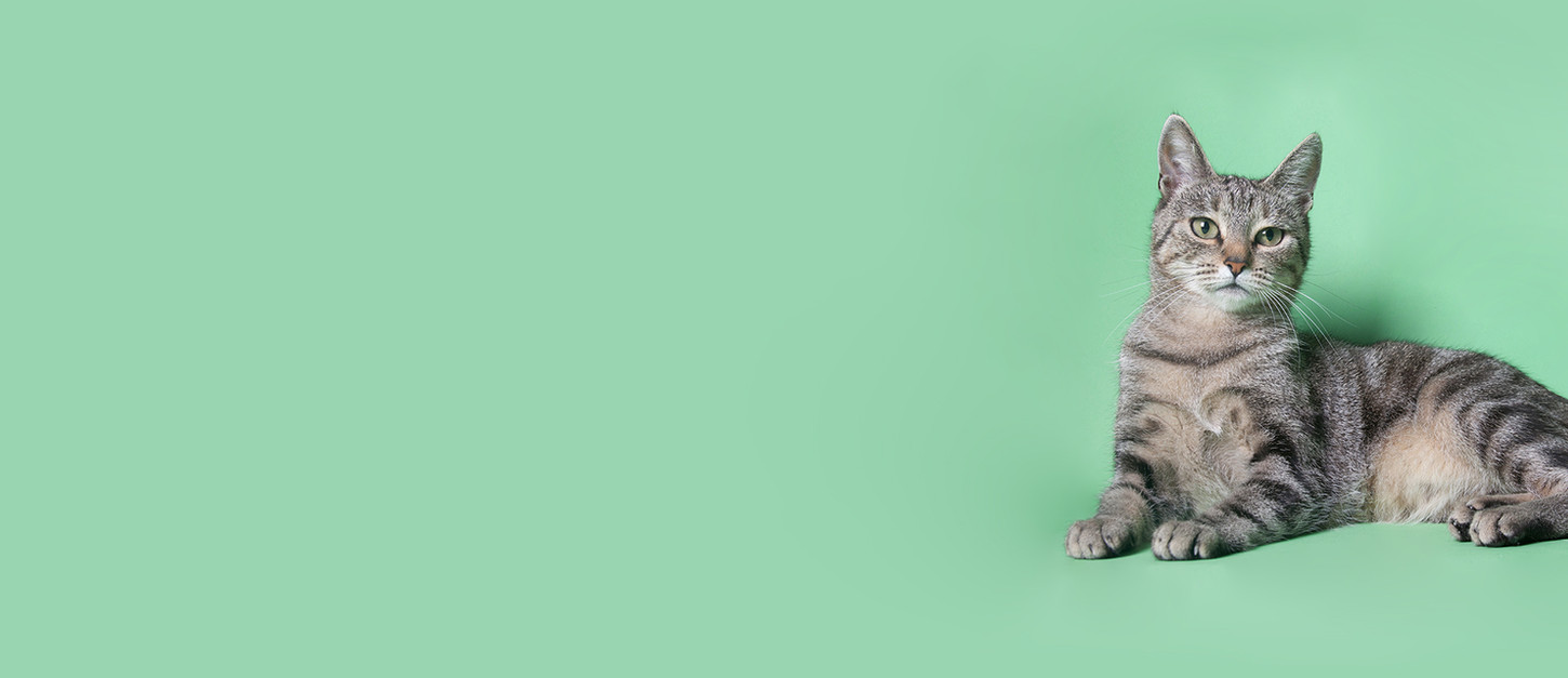 Veterinary Clinic RoseBird Veterinary Center Jersey Shore