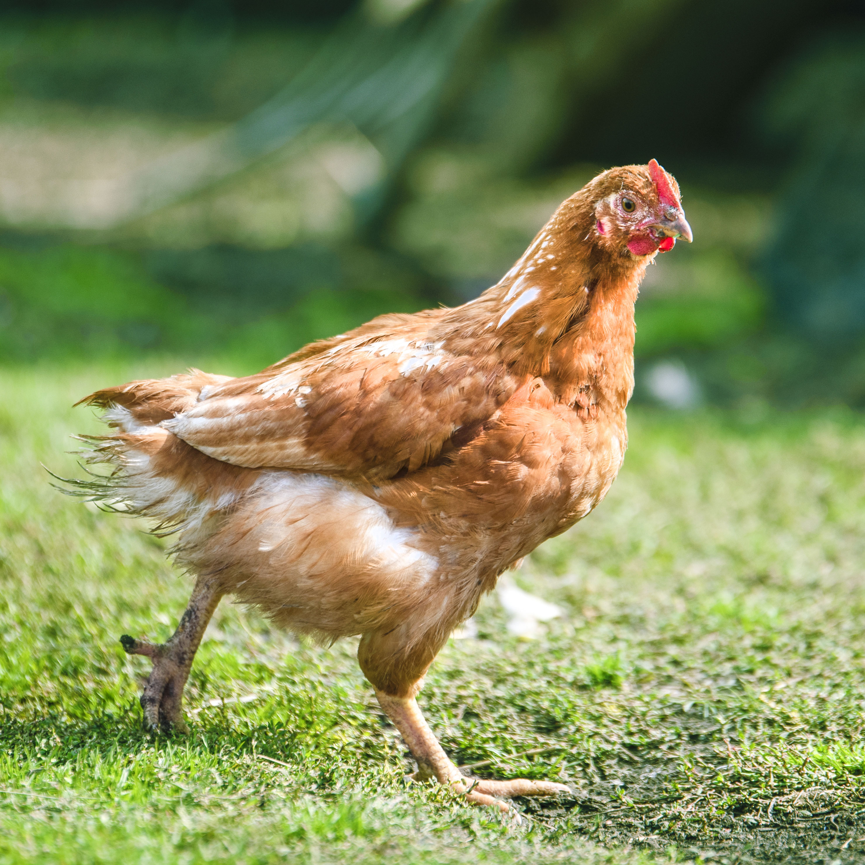 Laying Hens