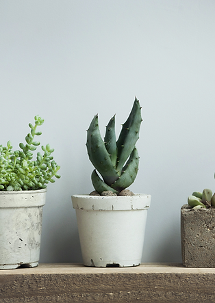 PLANT POTS