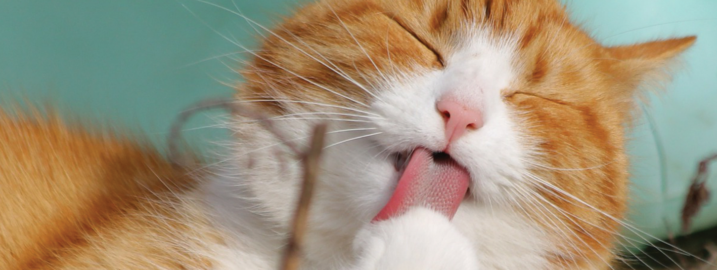 Vet Surgery Ayr Hollow Park Vets Scotland