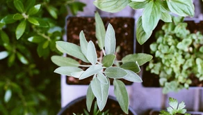 Tips For Your Herb Garden