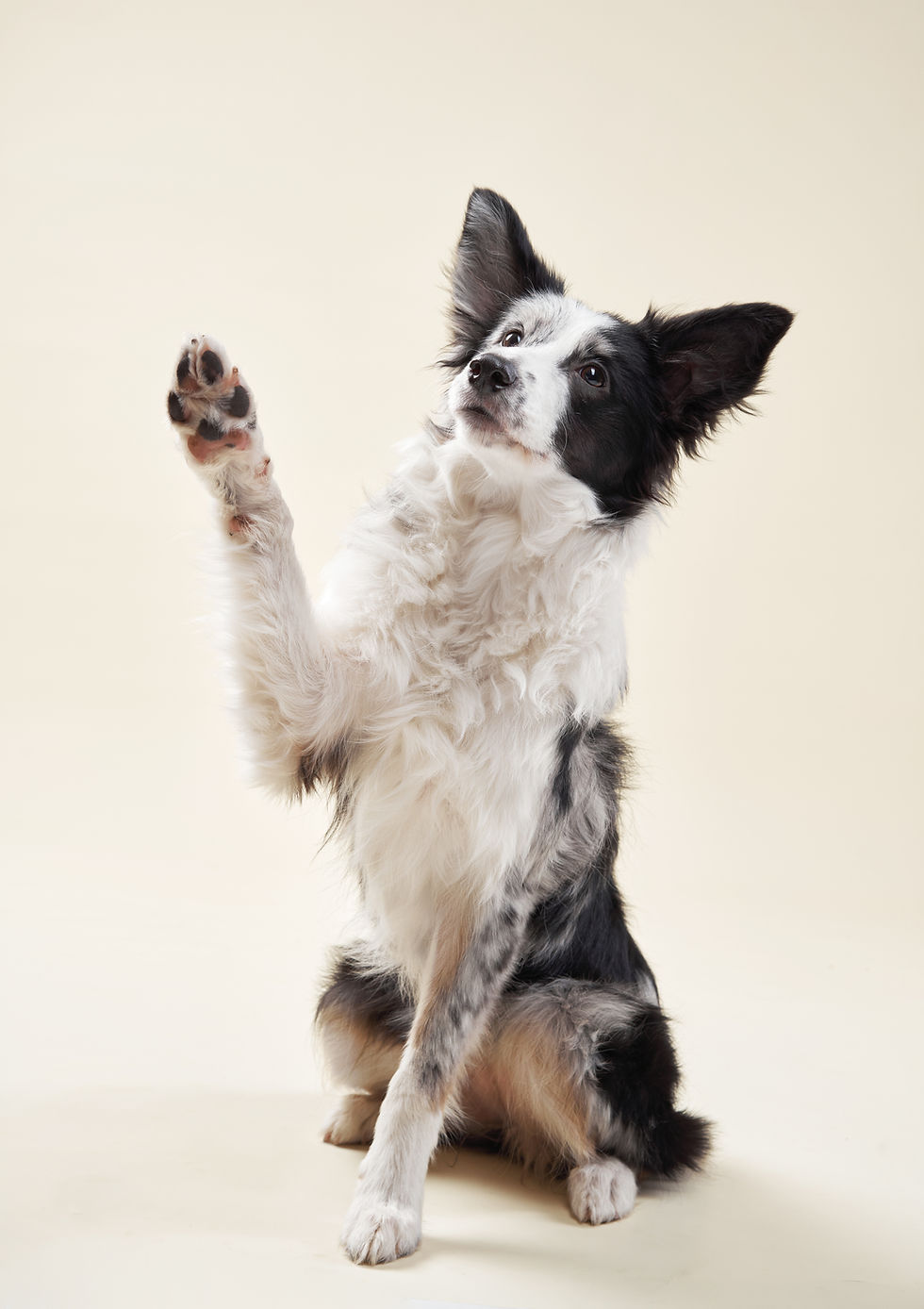 televet, veterinario, telemedicina veterinaria, teleconsulto veterinario, consigli veterinari online, veterinario a domicilio, urgenze veterinarie, cane, gatto