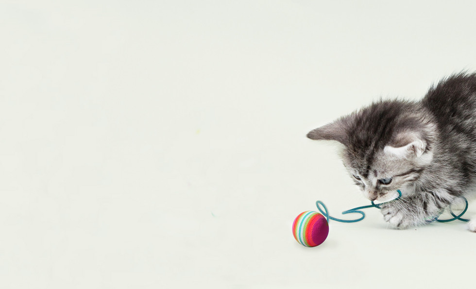 Shop Family Tree Pet Supplies North Hykeham Shop Family Tree Pet Supplies North Hykeham