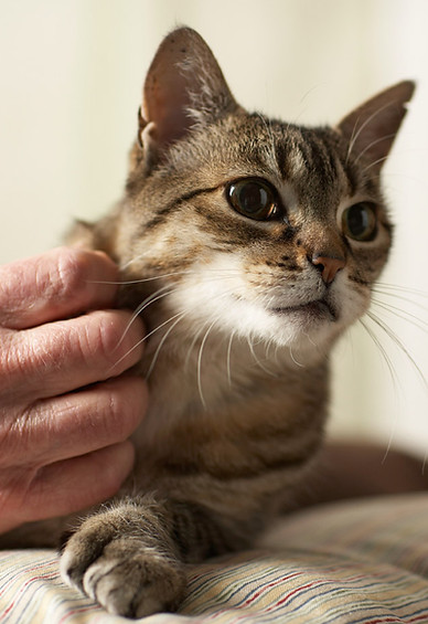 BarkAID Tiger Cat Image