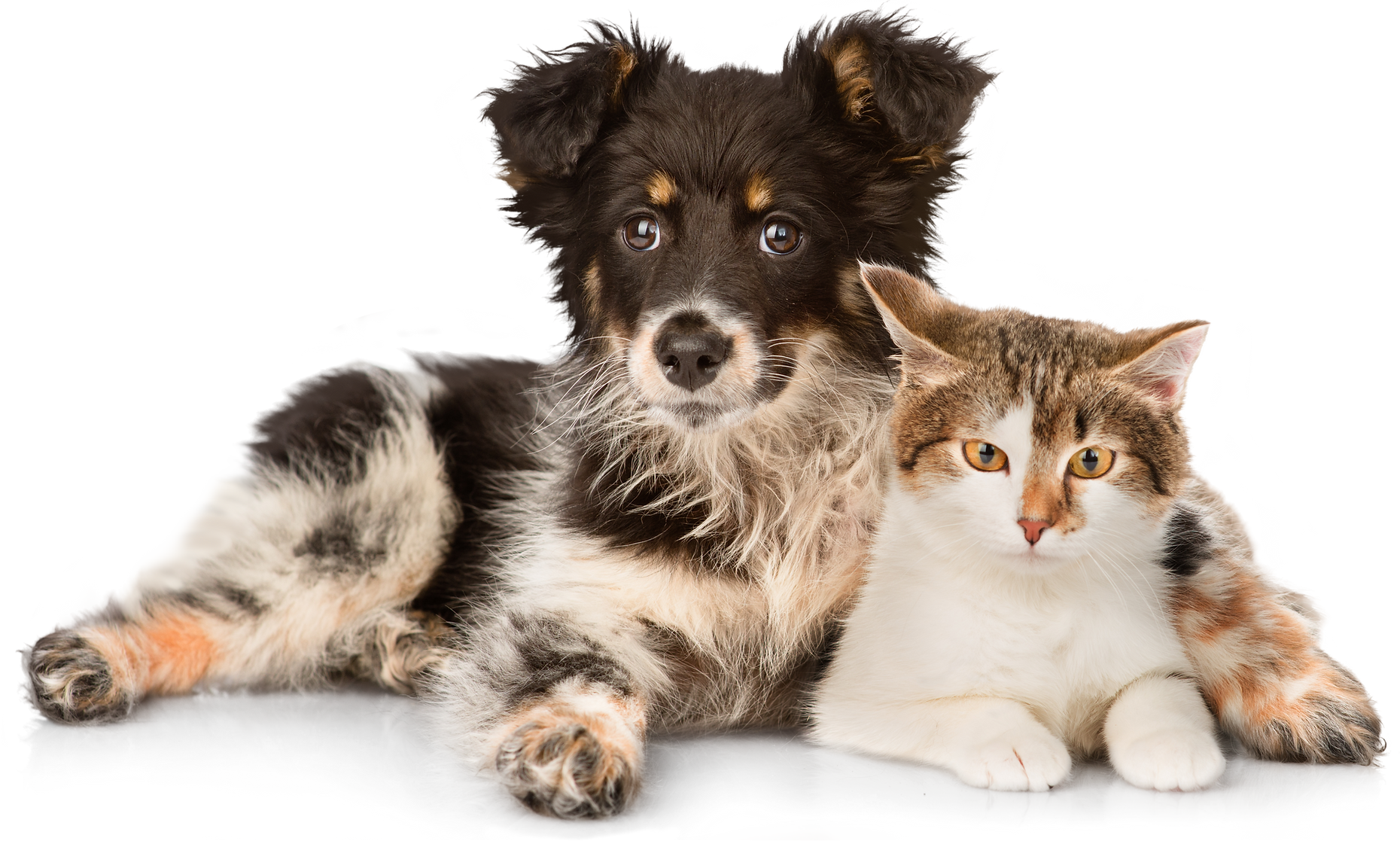 shutterstock_184908566 copy.png