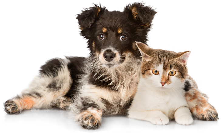 Dog and cat care and sitting offered