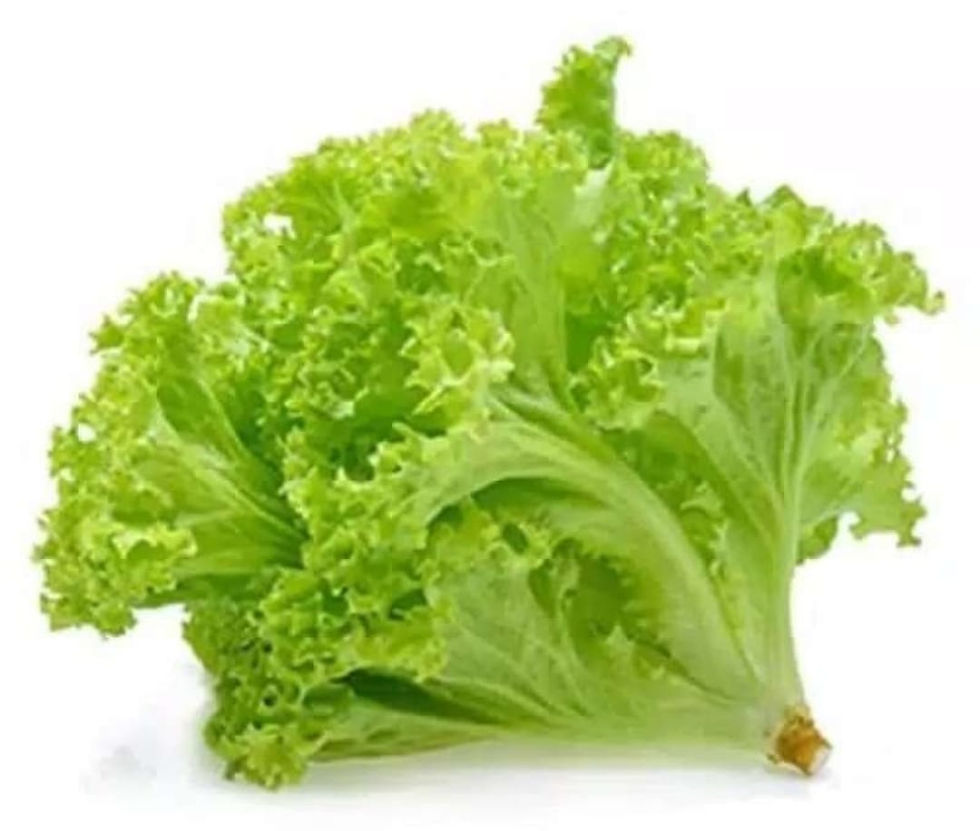 Thumbnail: Hidroponik - Kangkung, pakcoy, bayam, caisim, salada, terong