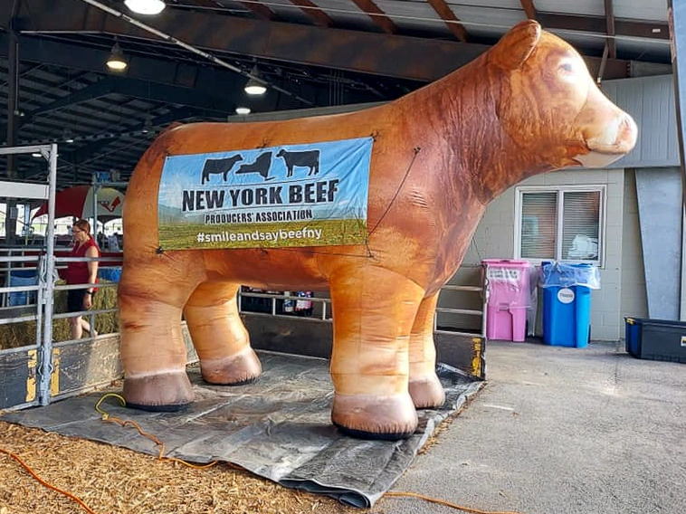 Side view of a giant inflatable cow in a barn setting with a banner-style branding panel attached, staged on a tarp for an agriculture event.
