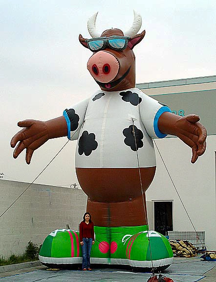 Mascot-style inflatable cow with sunglasses and outstretched arms installed outdoors with anchoring lines and a person nearby for scale.
