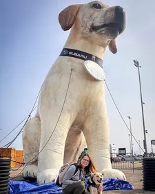 large inflatable dog with a collar and leash displayed at an outdoor event