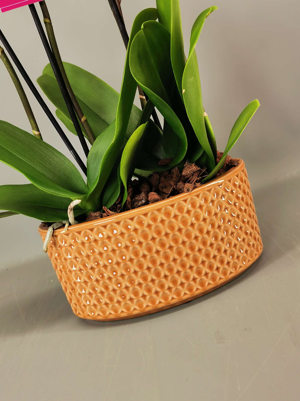 Thumbnail: ILIKE® Arrangement Cambridge 