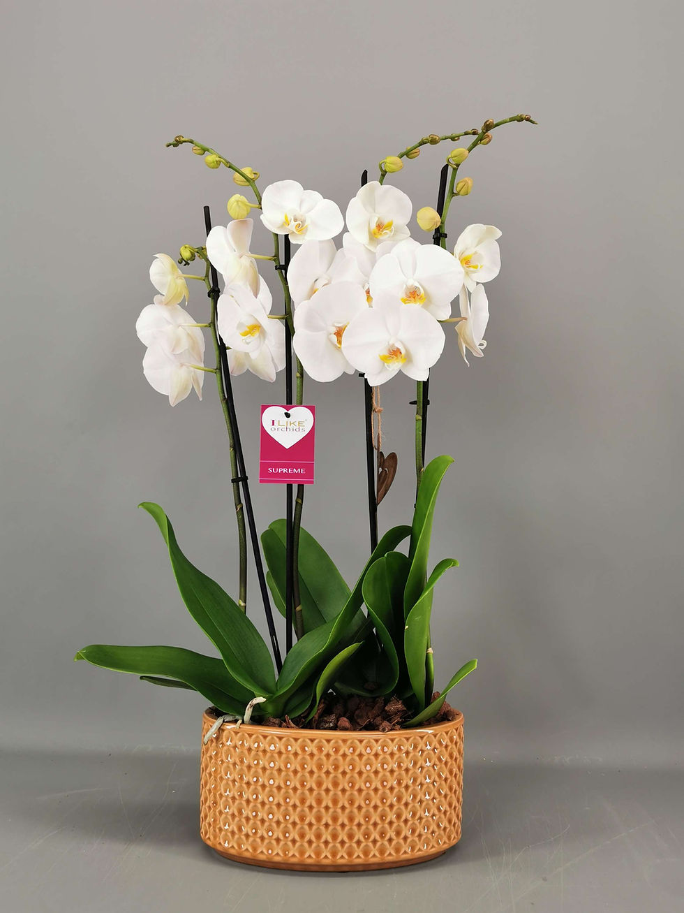 Thumbnail: ILIKE® Arrangement Cambridge 