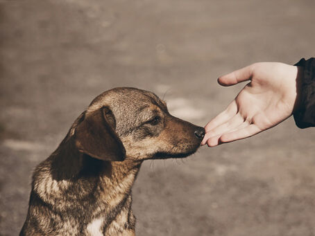 ¿Cuándo y cómo acercarme a un perro desconocido?