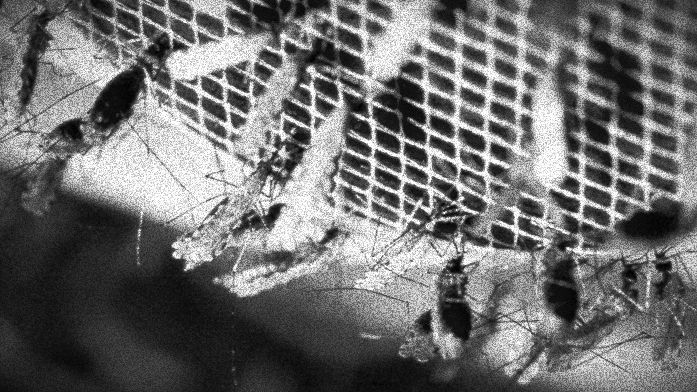 Komarci u laboratoriji (foto: Johns Hopkins Malaria Research Institute)