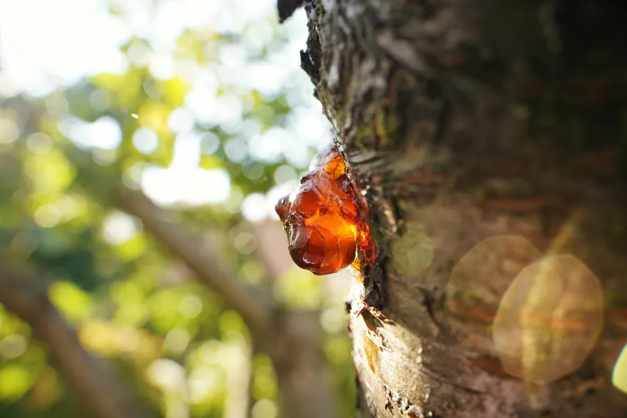 Understanding Fragrance Concentrations: EDP vs Parfum (and Extrait)