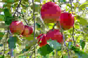 リンゴ園