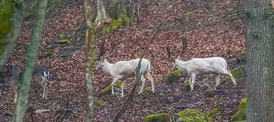 Dovhjort, dovvilt, fallow deer, Eriksberg, djurfoto, 