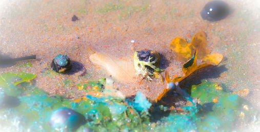 Naturkonst artbynature alger färgprakt skogssjö