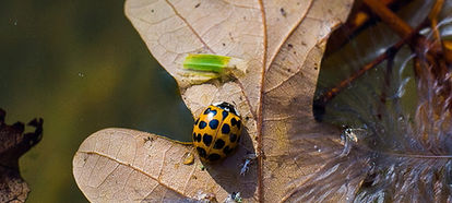 Insekter, fjärilar, getingar, små flygare, myror, nattfjärilar, humlor, bin, trollsländor