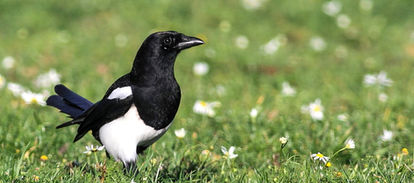 Skata, skator, fågelfoto, naturfoto, christina sandin