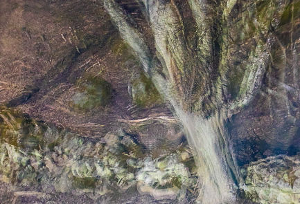 Natur Speglingar Fönster Träd Arken Eriksberg Blekinge