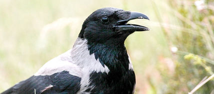 Kråka, kråkor, kråkfåglar, fåglar, fågelfoto, naturfoto, christina sandin