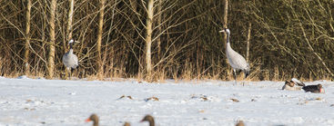 Djur, natur, fåglar, naturreservat, Småland, visitsmaland