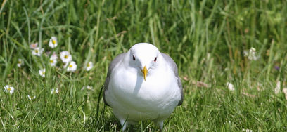Måsar, trutar, måsfåglar, tärnor, fågelfoto, christina sandin.