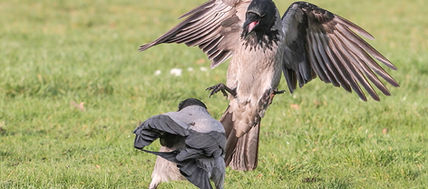 Kråka, kråkor, kråkfåglar, fåglar, fågelfoto, naturfoto, christina sandin