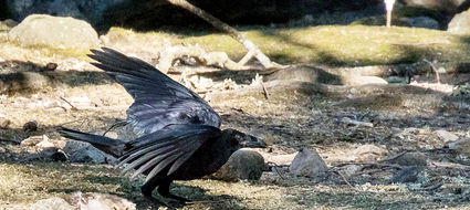 Korp Korpar Corvus corax Fåglar Birds