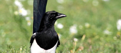 Skata, skator, fågelfoto, naturfoto, christina sandin