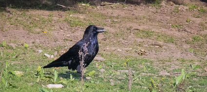 Korp Korpar Corvus corax Fåglar Birds