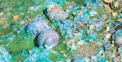 Naturkonst artbynature alger färgprakt skogssjö