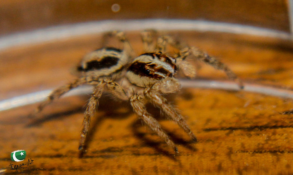 Macro