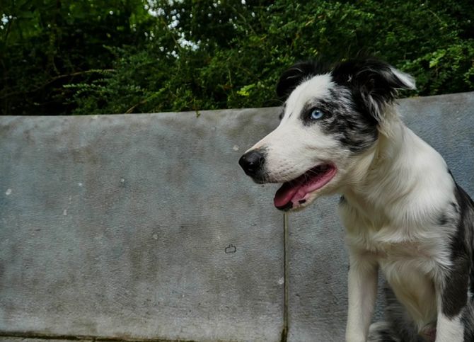 Helping Your Dog Mind His Manners In Public