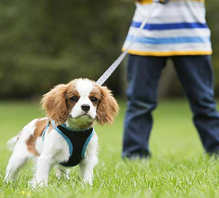 Szczeniak psa małej wielkości w kolorze biało-brązowym, który jest na szelkach trzymany przez małego chłopca.