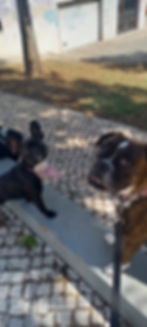 Bulldog Francês e Boxer olhando para a câmera