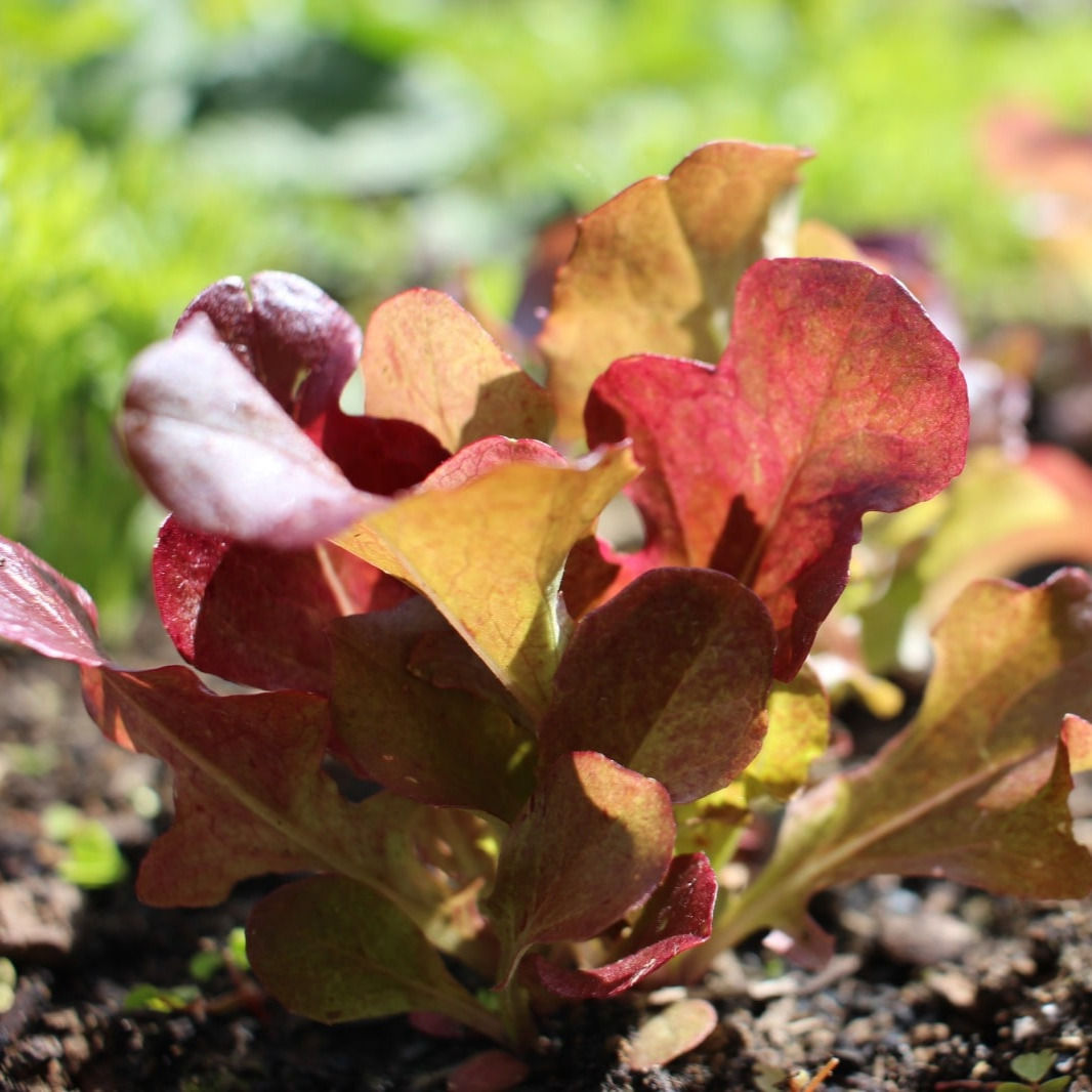 Organic 'RED SALAD BOWL' Lettuce Seeds